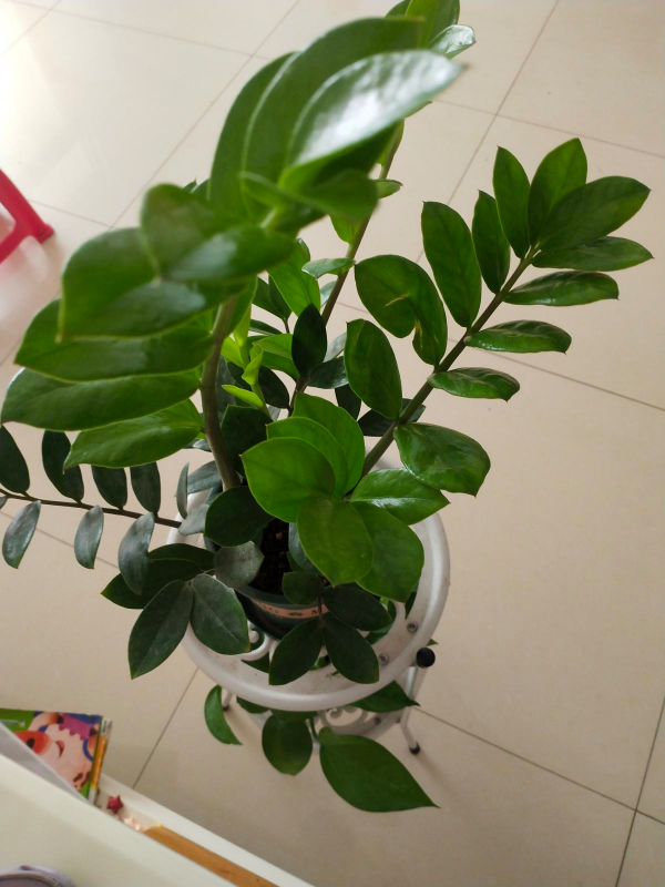 4種帶“錢”的植物，在家養招財旺運，關鍵是太好養