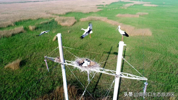 【黃河口生態旅遊區】新晉百強 華東第一! 【黃河口生態旅遊區】新晉百強 華東第一!