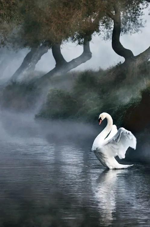 分享——天鵝之美