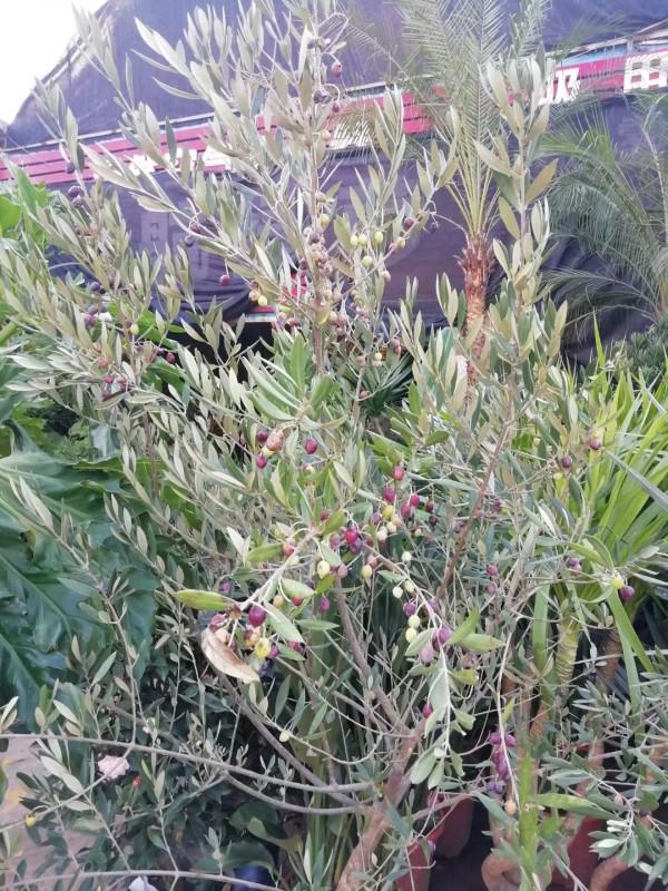 油料、園林綠化多用途常綠樹種——油橄欖