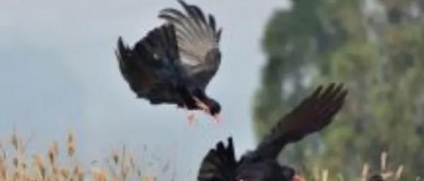 聊齋故事三篇：《柳縣令撞鬼》《老鴰報恩》《老乞丐與豺狼》