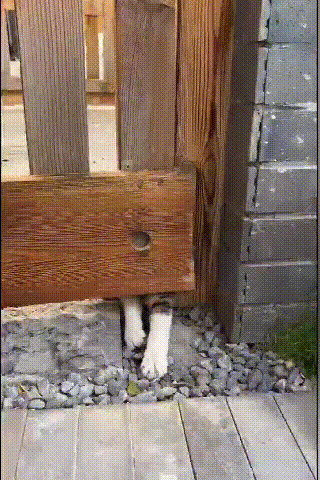 流浪貓多次上門求收養，被拒後仍不死心“擠進去”，結果被打臉