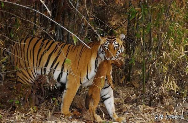 四大猛獸之首“豺”現身雲南，如果對野豬下手，能保全農作物嗎？