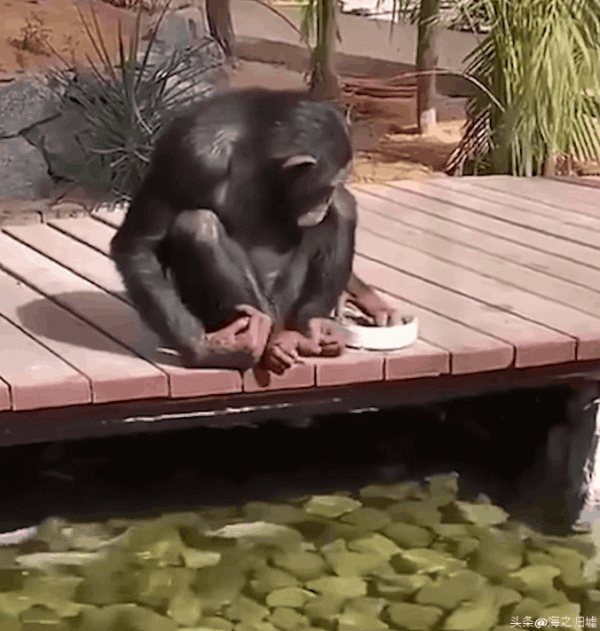 看完這16張圖片，被動物們的感情驚訝到了