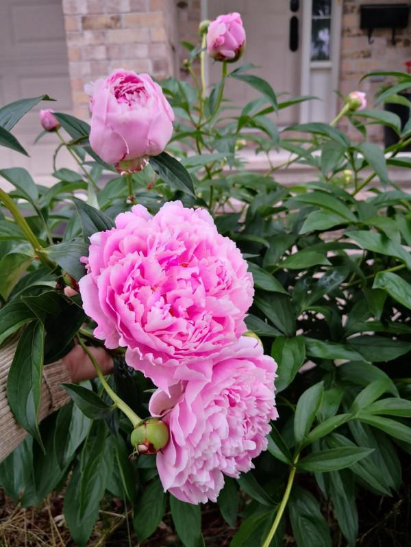 芍藥在渥太華的house前很普遍