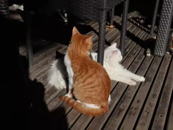 “GFgirls”三小隻 · 申請出道