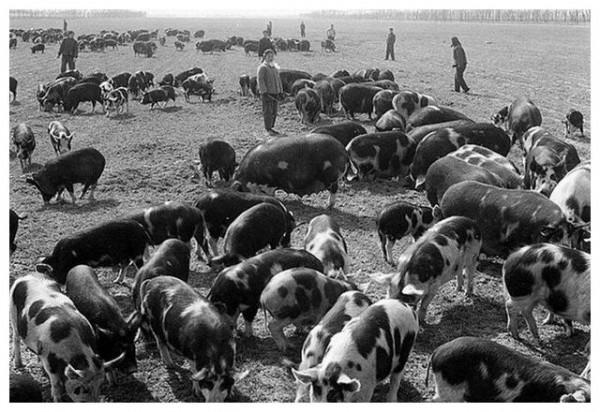 鄉土情：生產隊時期的豬倌