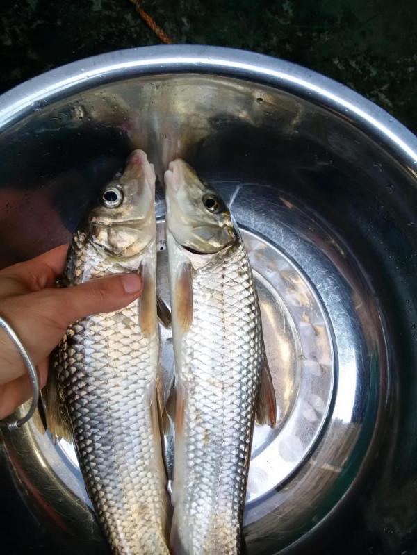 野釣露營，青山綠水