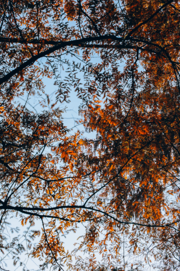 北京東路，喜提秋天