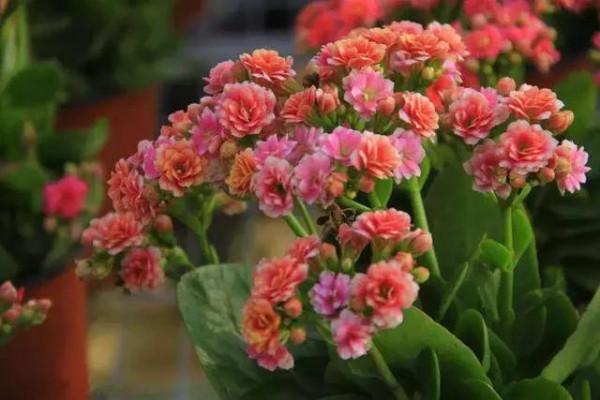 一盆長壽花&period;寓意長久