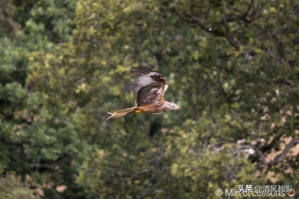 佳能微單800和600長焦鏡頭怎麼樣?不算權威的評測瞭解下 佳能微單800和600長焦鏡頭怎麼樣?不算權威的評測瞭解下