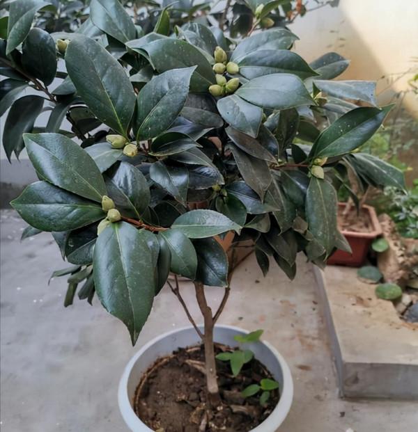 想茶花養的好，記住這點，花開爆盆