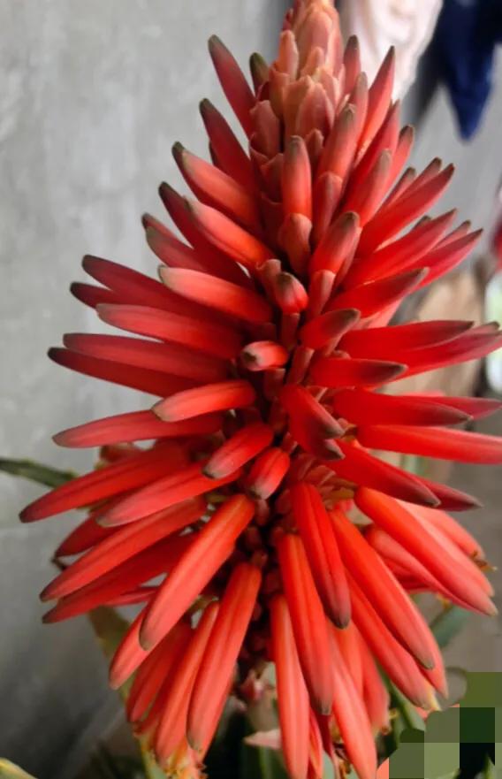 夾箭盛開的君子蘭依然美麗