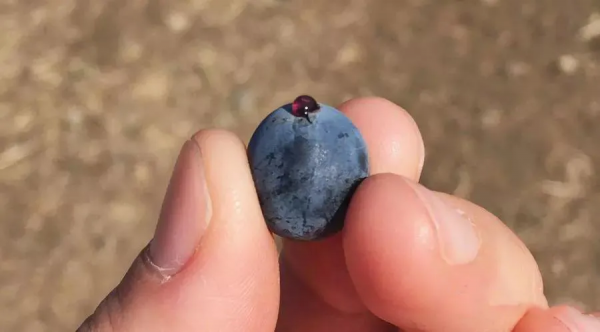 別卡速：豹子號333