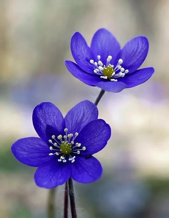 雪割草，漂亮而名貴的花