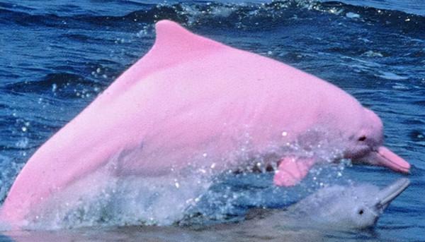 66張圖片帶你看看，那些有著驚豔“顏值”的動物