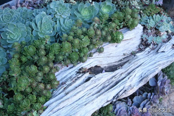 走進麗江古城多肉世界，目之所及皆是治癒