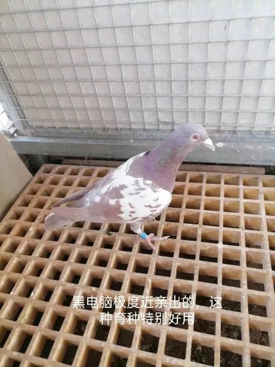 大名鴿飛戈的故事