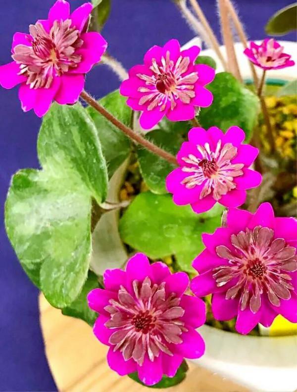 雪割草，漂亮而名貴的花