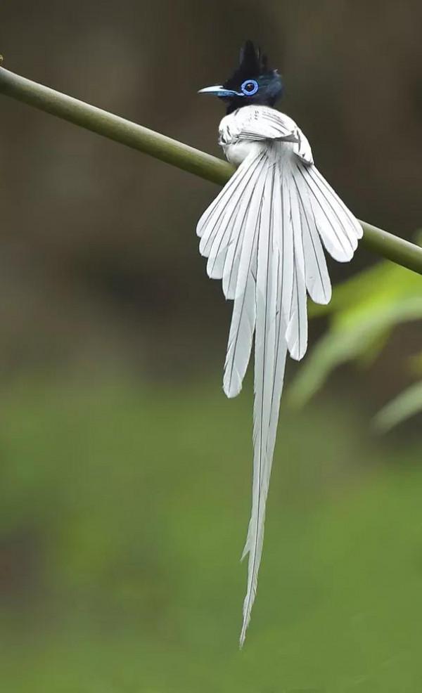 一支清新美麗的，壽帶鳥，尾巴長長，仙氣飄飄，美得像仙女