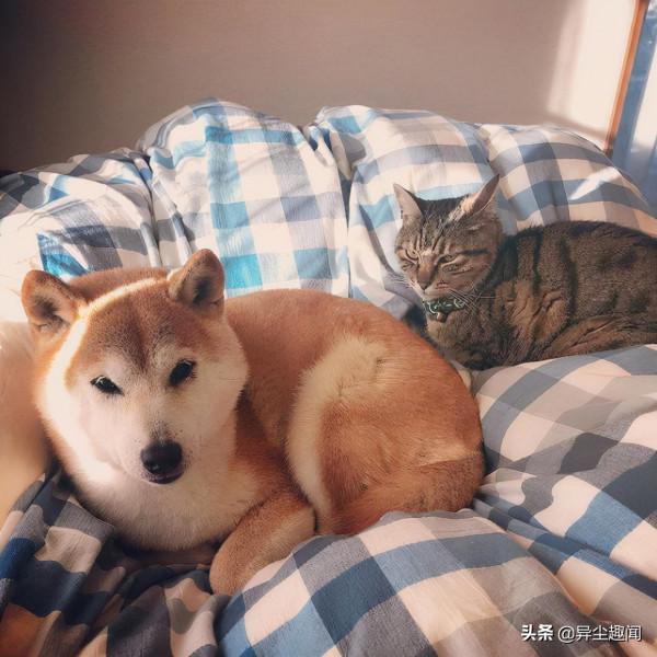 經典梗圖神煩狗本尊近況曝光！爆紅前後對比圖