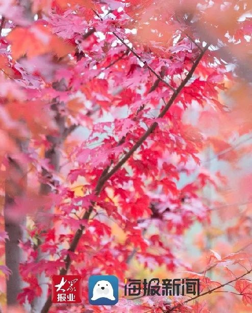 太紅了！一塊去看看