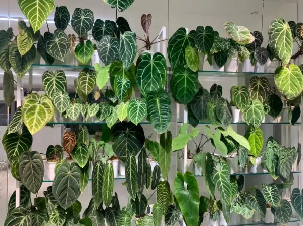 多“熱”才能叫“熱植”？