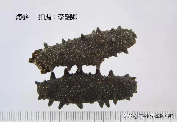 分享李紹卿老師拍攝的三十四種動物藥