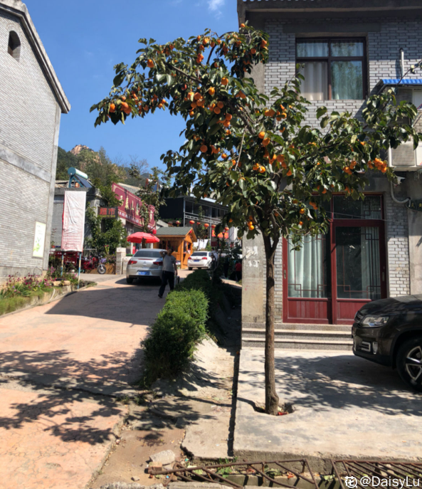 只賞花沒意思？這3種果樹最適合家中養殖，賞花吃果好運來