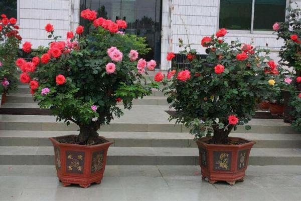 這3種植物，最愛吃“廚房調料”，15天吃一次，葉片花朵更旺盛