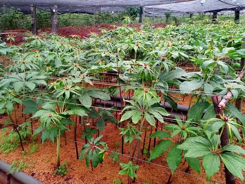 想賺錢的速來看，中藥材重樓種植前景好，價格高、需求量大