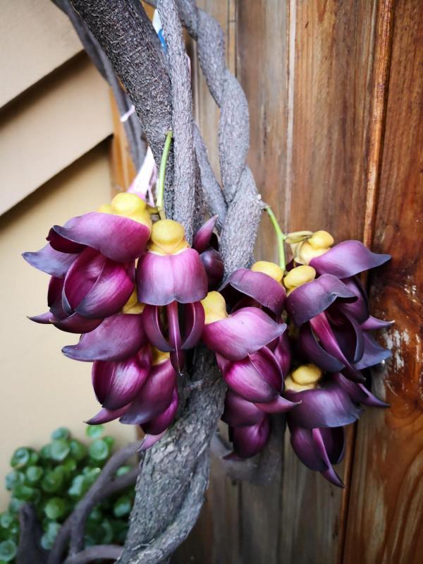 禾雀花：猶如禾雀飛舞