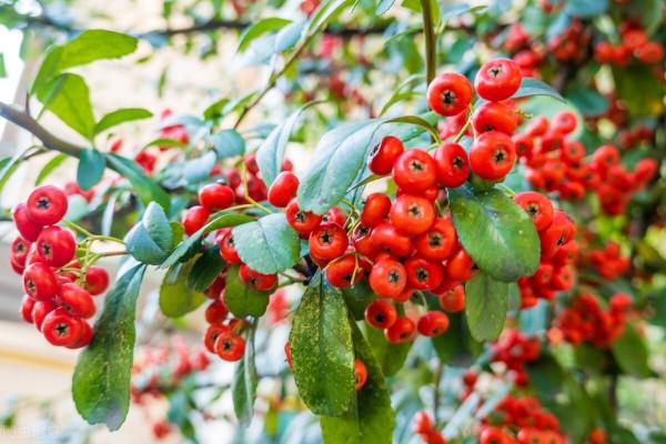 三種紅果子花卉，觀葉賞果都可以，喜慶又旺家