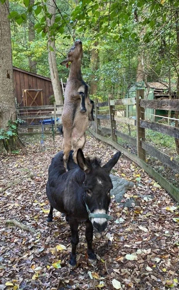 35張罕見的照片，鷹與2只烏鴉2只喜鵲“打群架”，喜鵲與烏鴉一夥