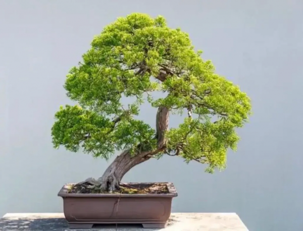 詩韻飛揚 / 趙秋 風攜小月畫蛾眉，霽雪壓枝枯葉垂