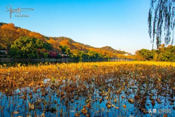 孤山的冬天,沒有層林盡染,卻照樣秋意盎然 孤山的冬天,沒有層林盡染,卻照樣秋意盎然