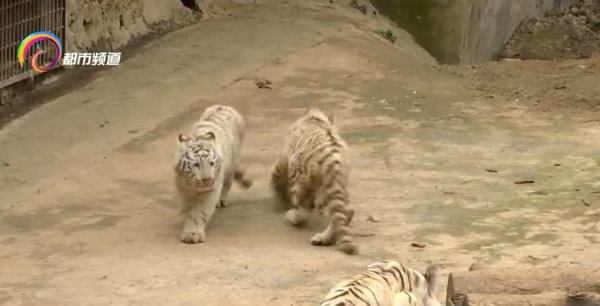 虎年見虎 雲南野生動物園&OpenCurlyDoubleQuote;虎妞&rdquo;姐妹花亮相