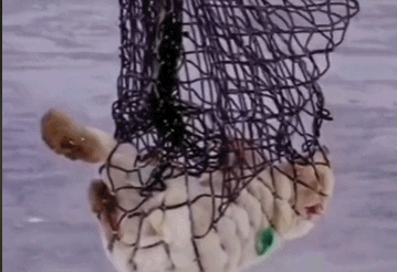 對於加拿大這隻網紅熊，我們必須要站出來闢謠了