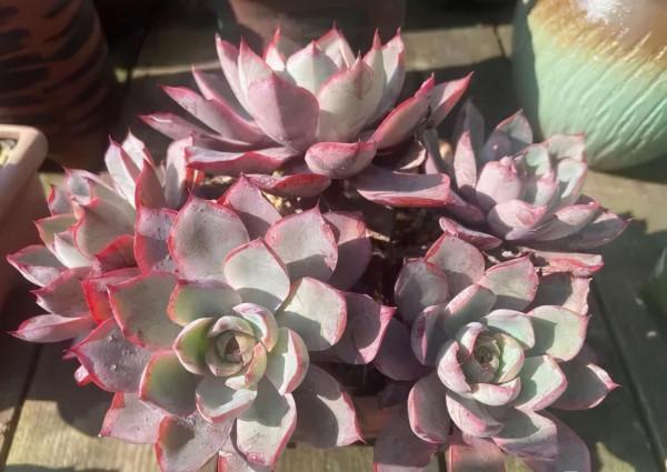 一年一度曬秋時,一年一度曬肉時 一年一度曬秋時,一年一度曬肉時