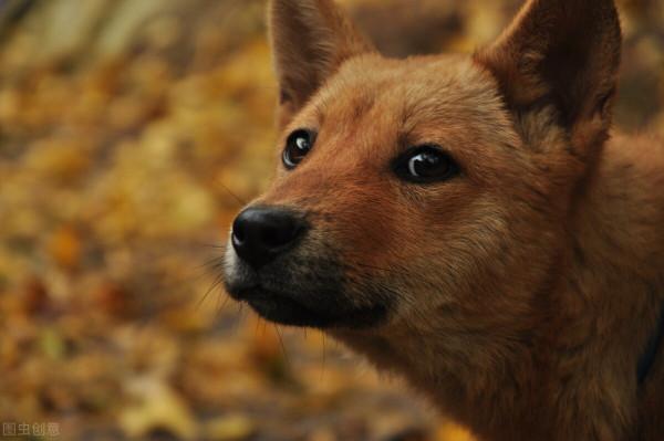 中華田園犬—如今為何這麼遭人嫌棄？