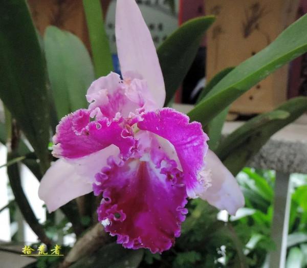 卡特蘭，雍容華麗，嬌豔多姿。譽稱&OpenCurlyDoubleQuote;洋蘭之王&rdquo;