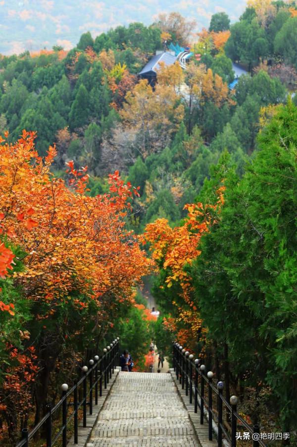 紅螺寺的秋,即使在陰霾的天氣,也是如此金黃燦爛 紅螺寺的秋,即使在陰霾的天氣,也是如此金黃燦爛