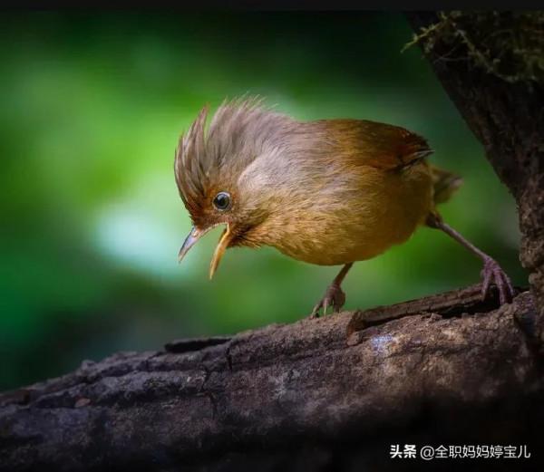 分享——40張極其少見的鳥