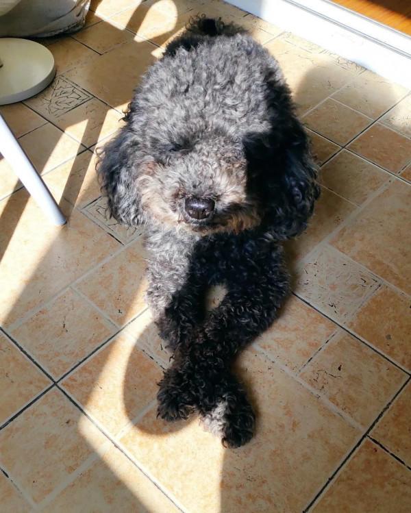 狗子的一生才是真的長情 狗子的一生才是真的長情