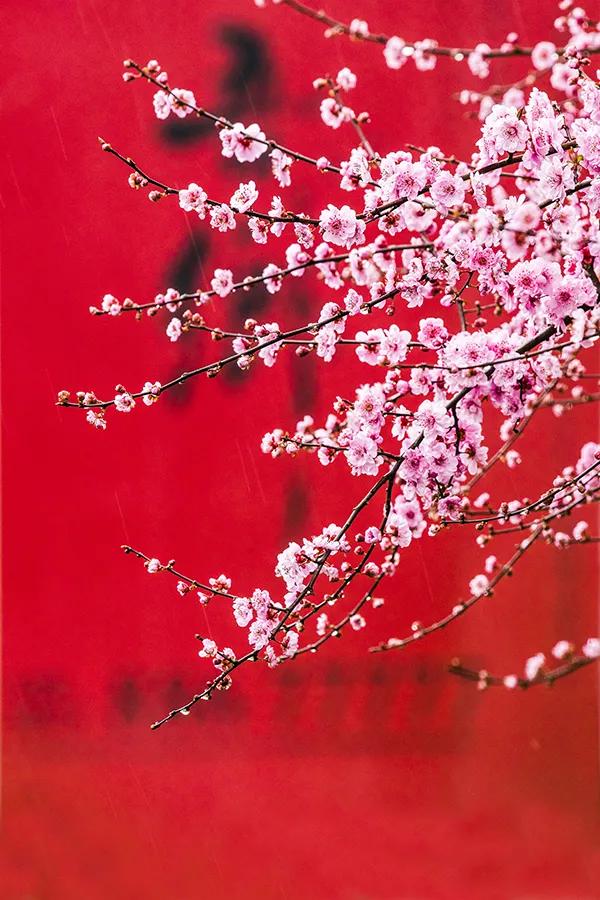 繼續科普：梅花之榆葉梅