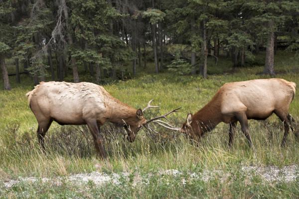 這個鹿會游泳,乾隆皇帝還為它題過詩 這個鹿會游泳,乾隆皇帝還為它題過詩