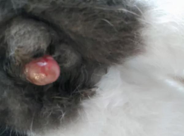 貓也有抑鬱症，你家的寶寶中招了嗎