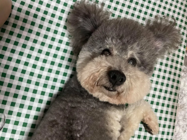 主人曬出家裡狗狗小時候和現在的對比照，全網被萌哭