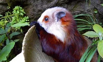 這種小動物,你見過嗎? 這種小動物,你見過嗎?