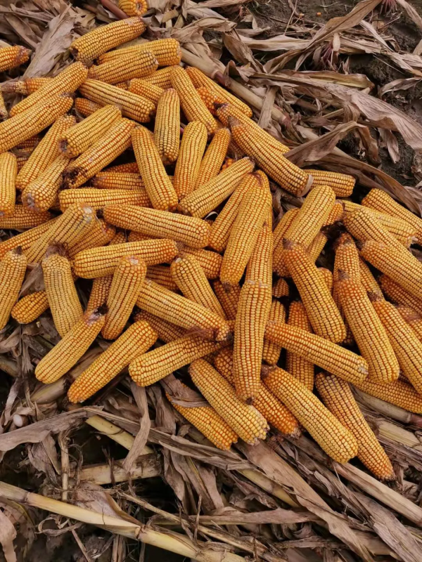 玉米減產價格會漲嗎?最新收購價多少錢一斤? 玉米減產價格會漲嗎?最新收購價多少錢一斤?